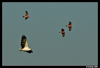 sea eagle and galahs