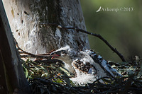 sea eagle chick9020