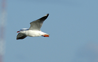 seagull 036