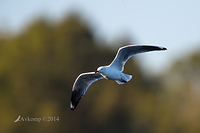 seagull 10898