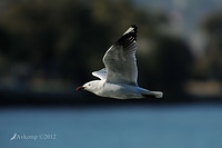 seagull 3702