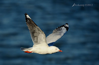 seagull 3712