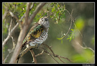 shining bronze cuckoo 0315