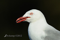 silver gull 3981