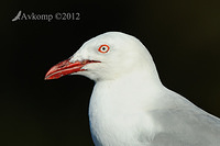 silver gull 3982