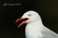 silver gull 3983