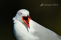 silver gull 3985