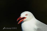 silver gull 3988