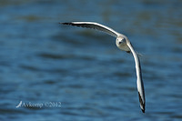 silver gull 3989