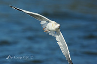 silver gull 3990