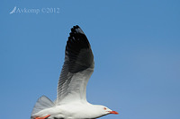 silver gull 4261