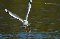 silver gull 4346