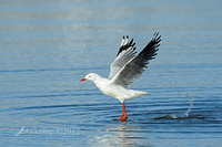 silver gull 4348