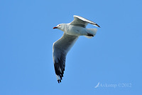 silver gull 4353