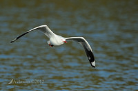 silver gull 4367