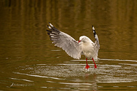 silver gull 00007