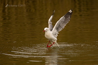 silver gull 00015