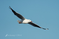 silver gull 11181