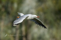 silver gull 11691