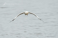 silver gull 12962