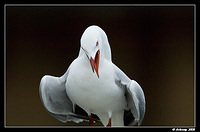 silver gull 1458