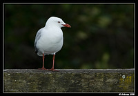 silver gull 1461