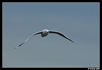 silver gull 1463