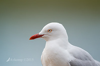 silver gull 3025