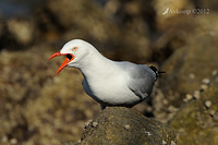 silver gull 3770