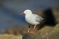 silver gull 3771