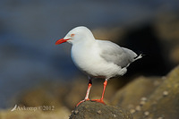 silver gull 3773