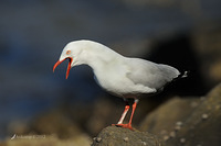 silver gull 3774