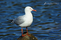 silver gull 3931