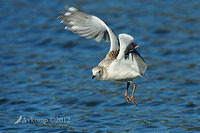 silver gull 3936