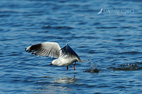 silver gull 3944