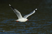 silver gull 3952