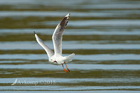 silver gull 4675