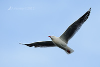 silver gull 4880