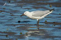 silver gull 5165