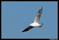 silver gull 59