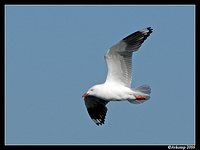 silver gull 60