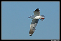 silver gull 61