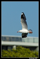 silver gull 62