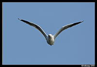 silver gull in flight 1