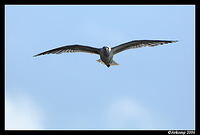 silver gull in flight 11