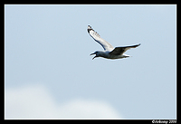 silver gull in flight 4