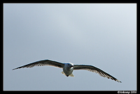 silver gull in flight 8