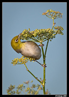 silvereye1820