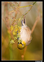 silvereye1823