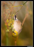 silvereye1824